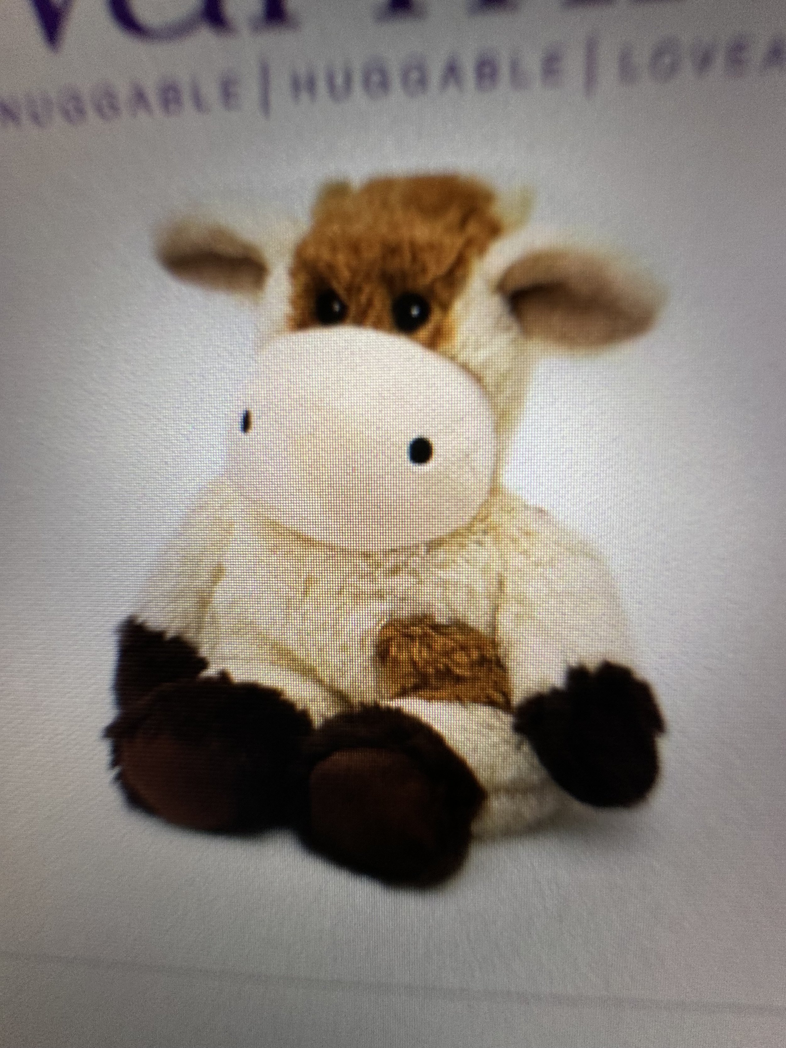 Cow.jpg