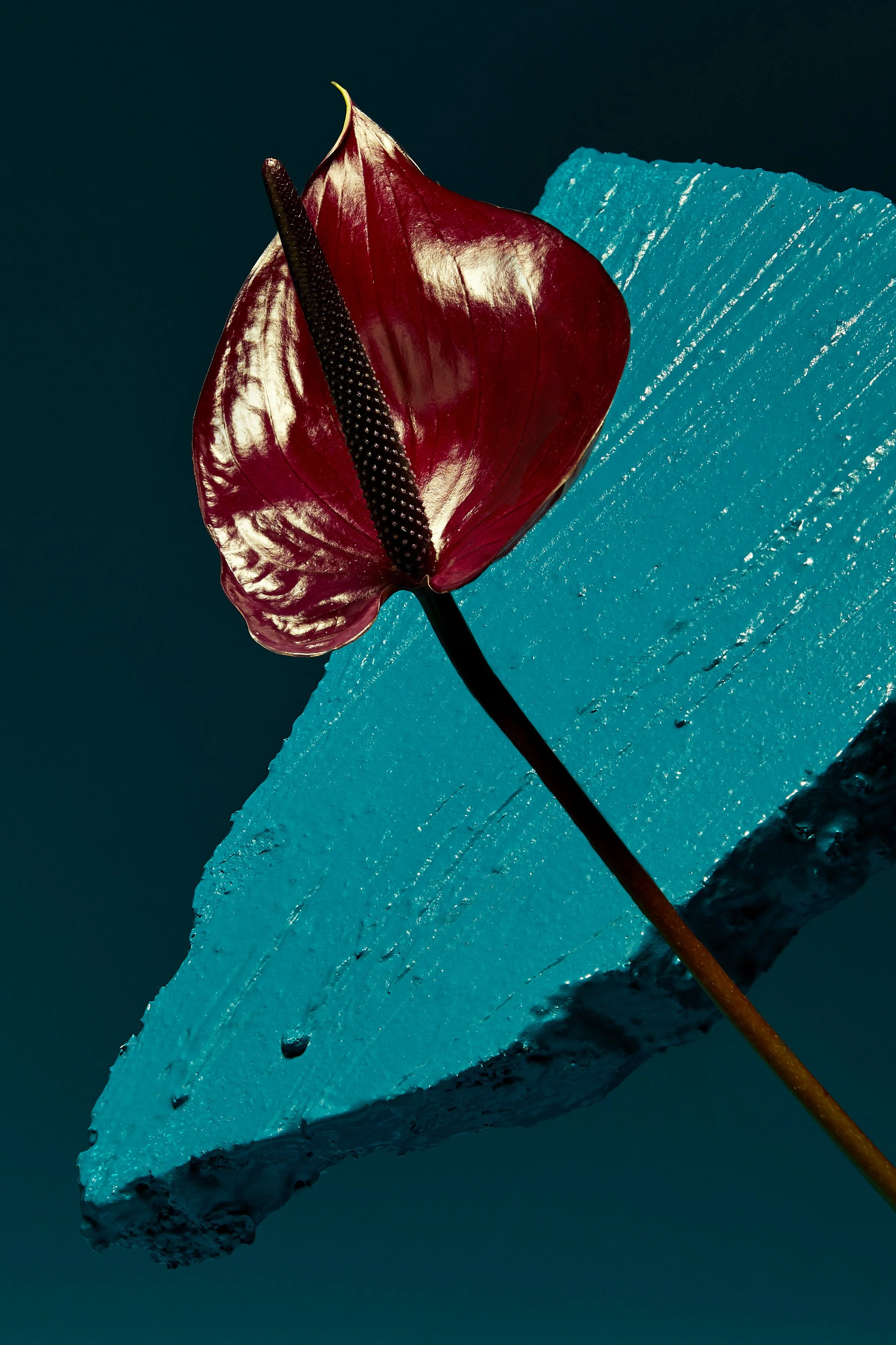 190922_anna_still_life_testing_shot3_edit.jpg