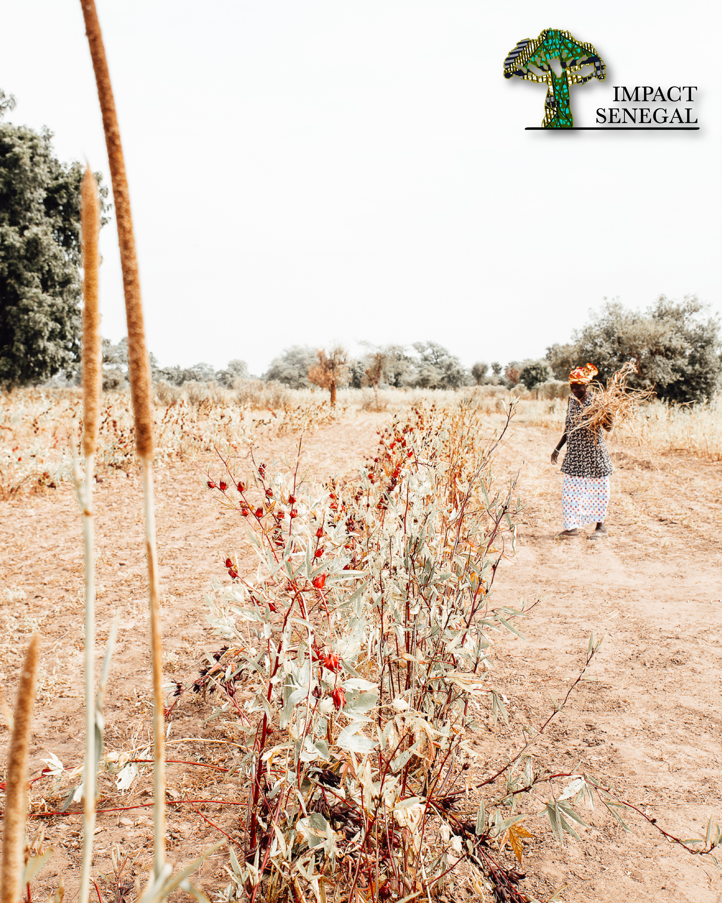 Stock Media Library IS Web-01.png