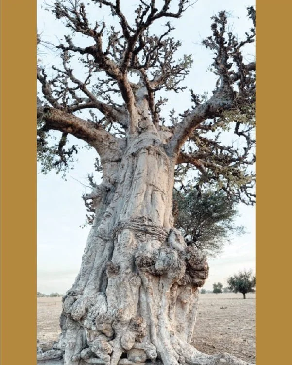 The baobab is the national tree of Senegal. It is incredibly resilient, stores water, provides shade, and offers nourishment where little else can grow. Our programs reflect the baobab as they provide physical, social, and emotional support to many c