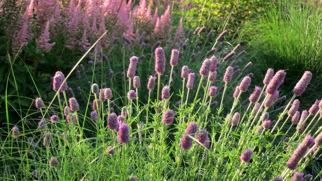 Dalea purpurea Purple Prairie Clover.jpeg