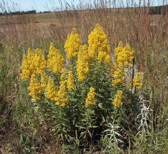 Solidago rigida.webp