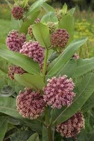 asclepias-syriaca.jpg