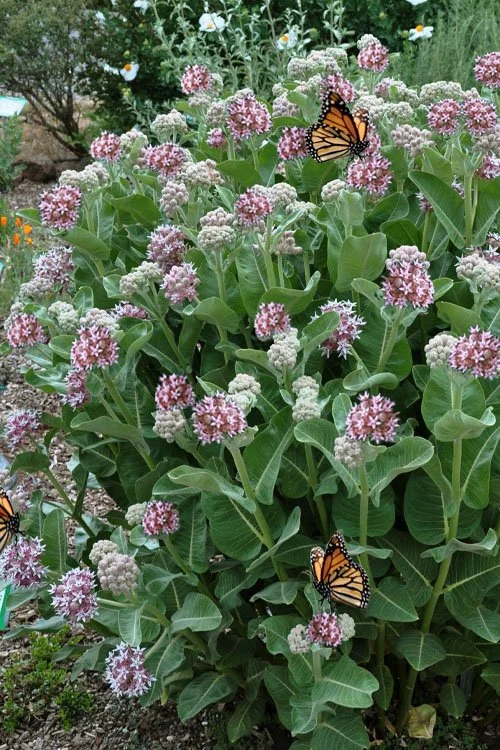asclepias-speciosa.jpg