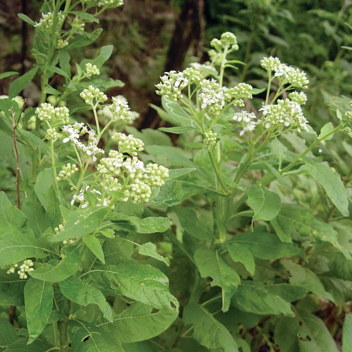 Verbesina virginica Frostweed.jpg