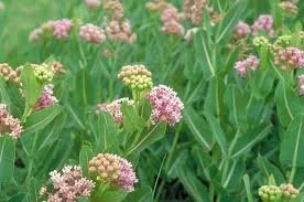 Asclepias sullivantii Prairie Milkweed.jpeg