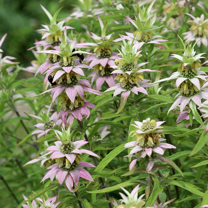 Monarda punctata.webp
