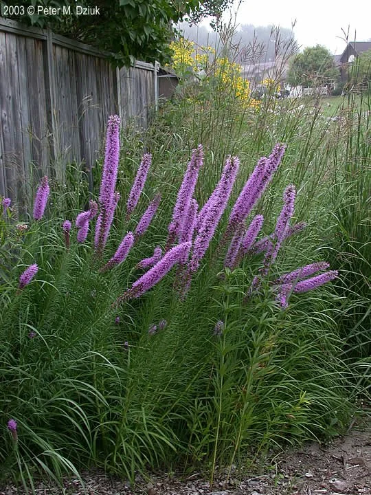 Liatris pycnostachya.jpeg