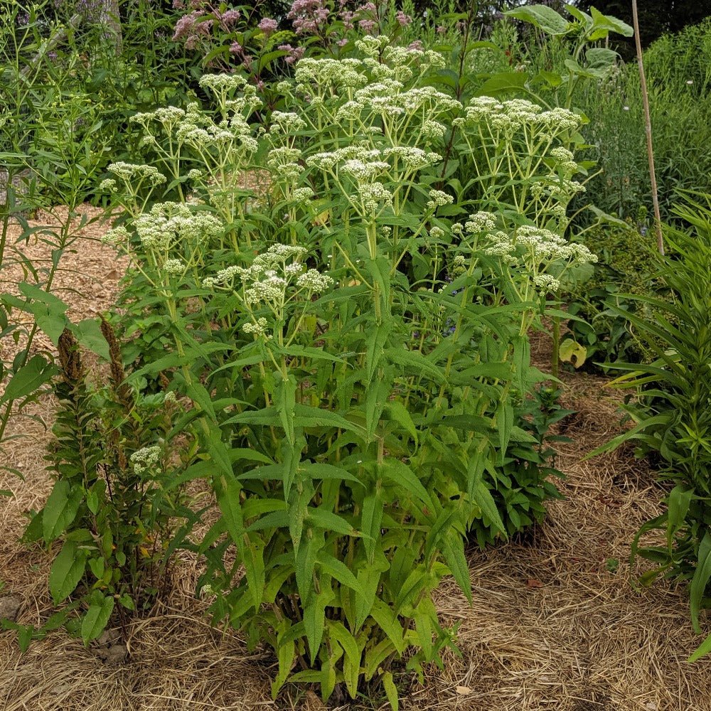 Eupatorium perfoliatum.jpeg