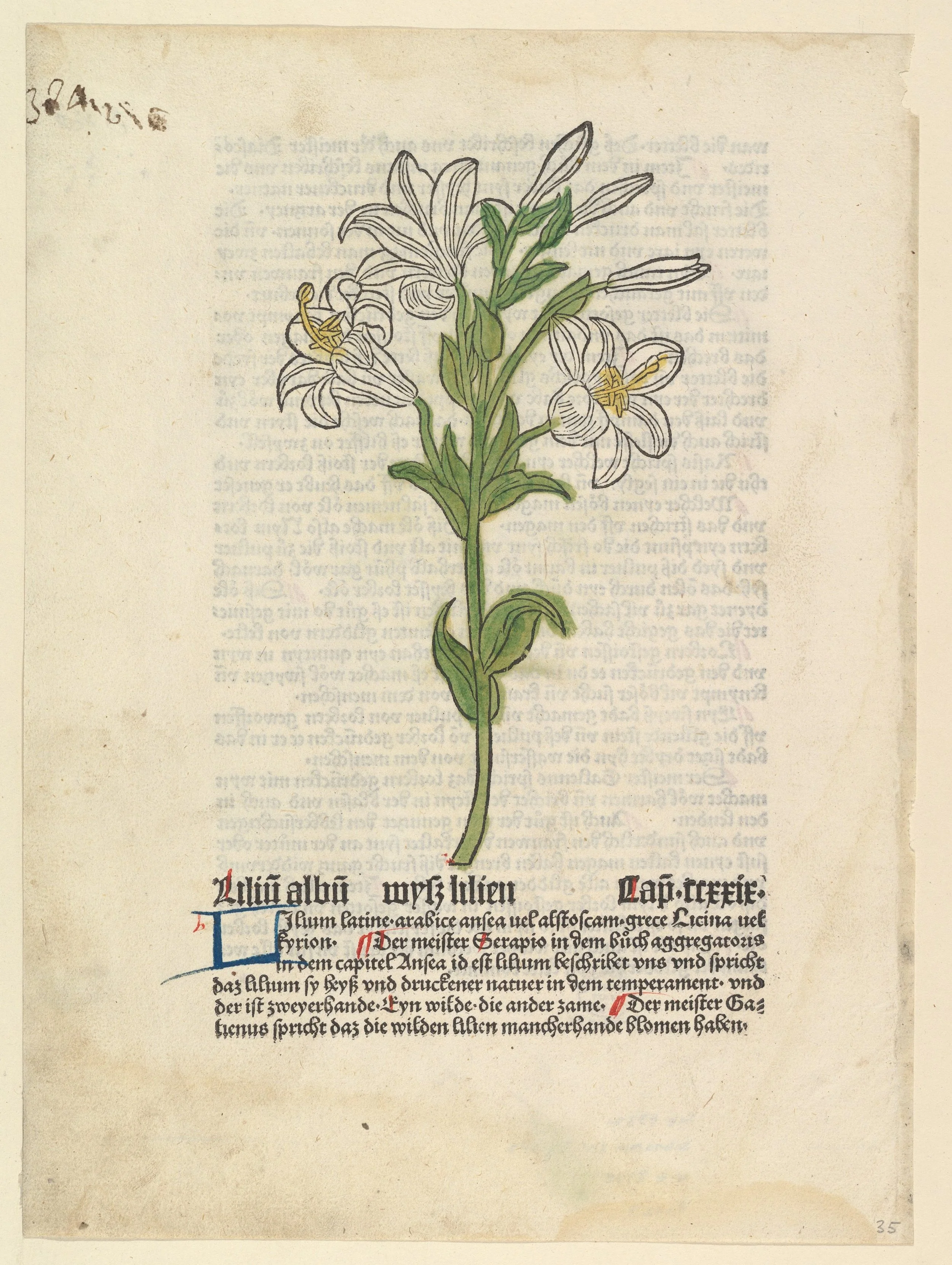 White_Lily,_illustration_from_Gart_der_Gesundheit_(Sch.4332)_MET_DP818920.jpg
