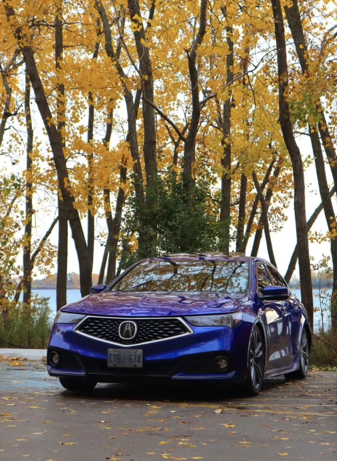 A blue sedan car parked on a paved area with yellow autumn leaves scattered on the ground, surrounded by tall trees with yellow leaves and a body of water in the background.