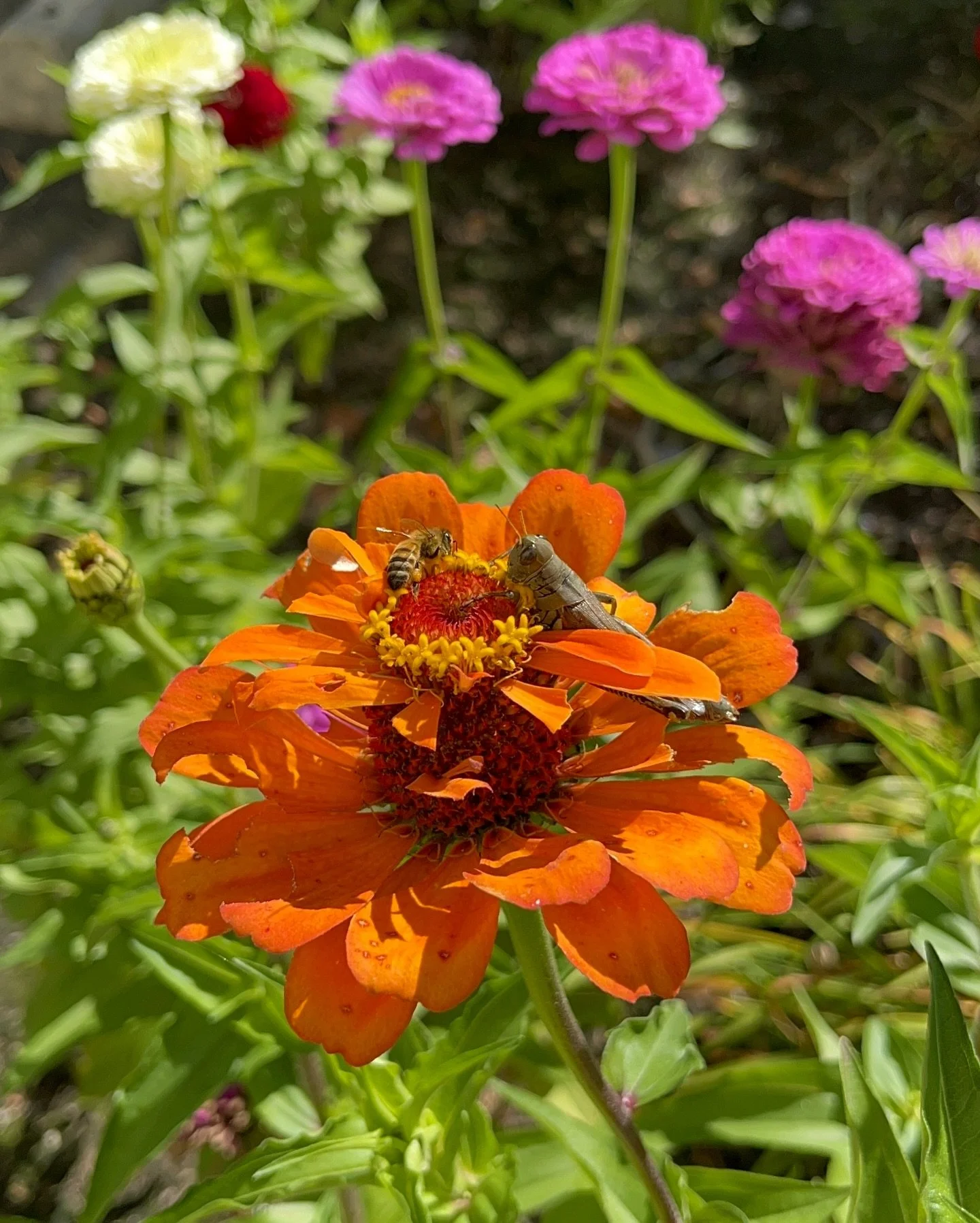 As much as we love soaking up the warm sunshine and enjoying the flowers, the weather is changing, and sprinkler systems should be turned off and drained for the 2025 season. 

We recommend that all systems be turned off before freezing temperatures.