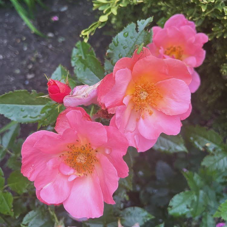 We have Started to Turn On Irrigation Systems for the 2025 Season!

A dependable sprinkler system will guarantee April showers, so you&rsquo;ll be able to see those May flowers in no time 🌷

Call us Today to Schedule a Turn On and RPZ Inspection.

(