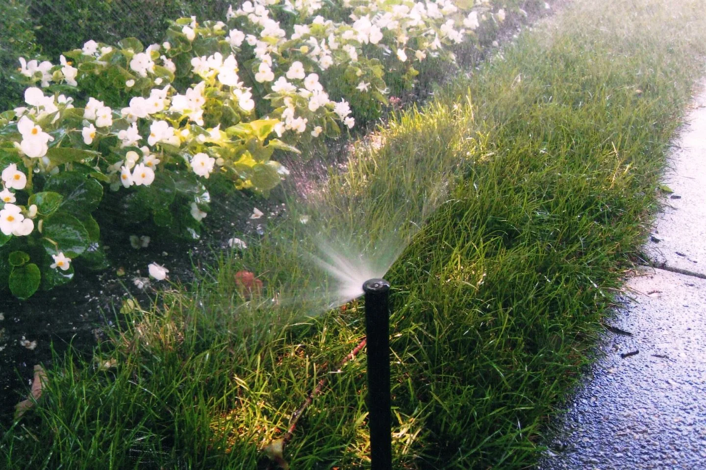 Did you know that the best time to water your lawn and garden is in the early morning?&nbsp;

This allows the plants and grass to get enough nourishment while also preventing water loss due to evaporation from the sun. Not only does watering before d