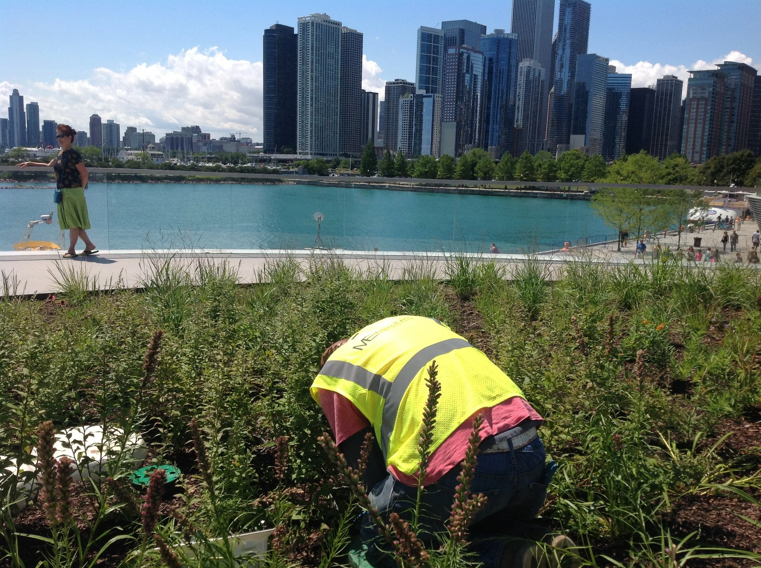 Halloran & Yauch Irrigation, Chicago Navy Pier 3.jpg