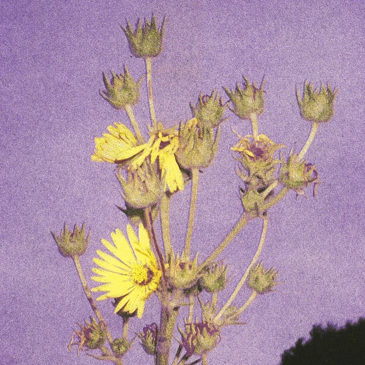 Watch The Sunflowers by Adeline Hotel

production
mixing
recording
various instruments