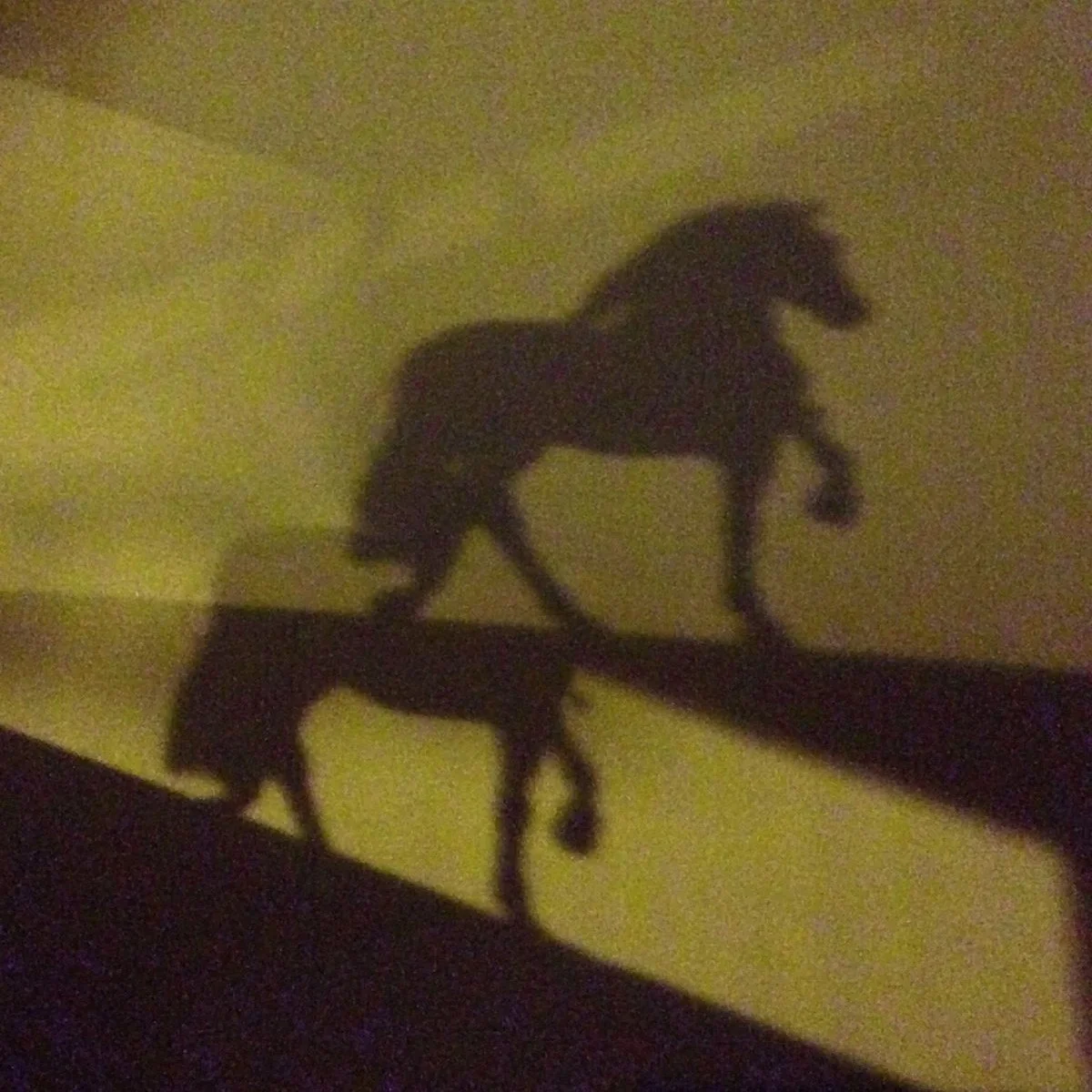 horse-shadow.jpg