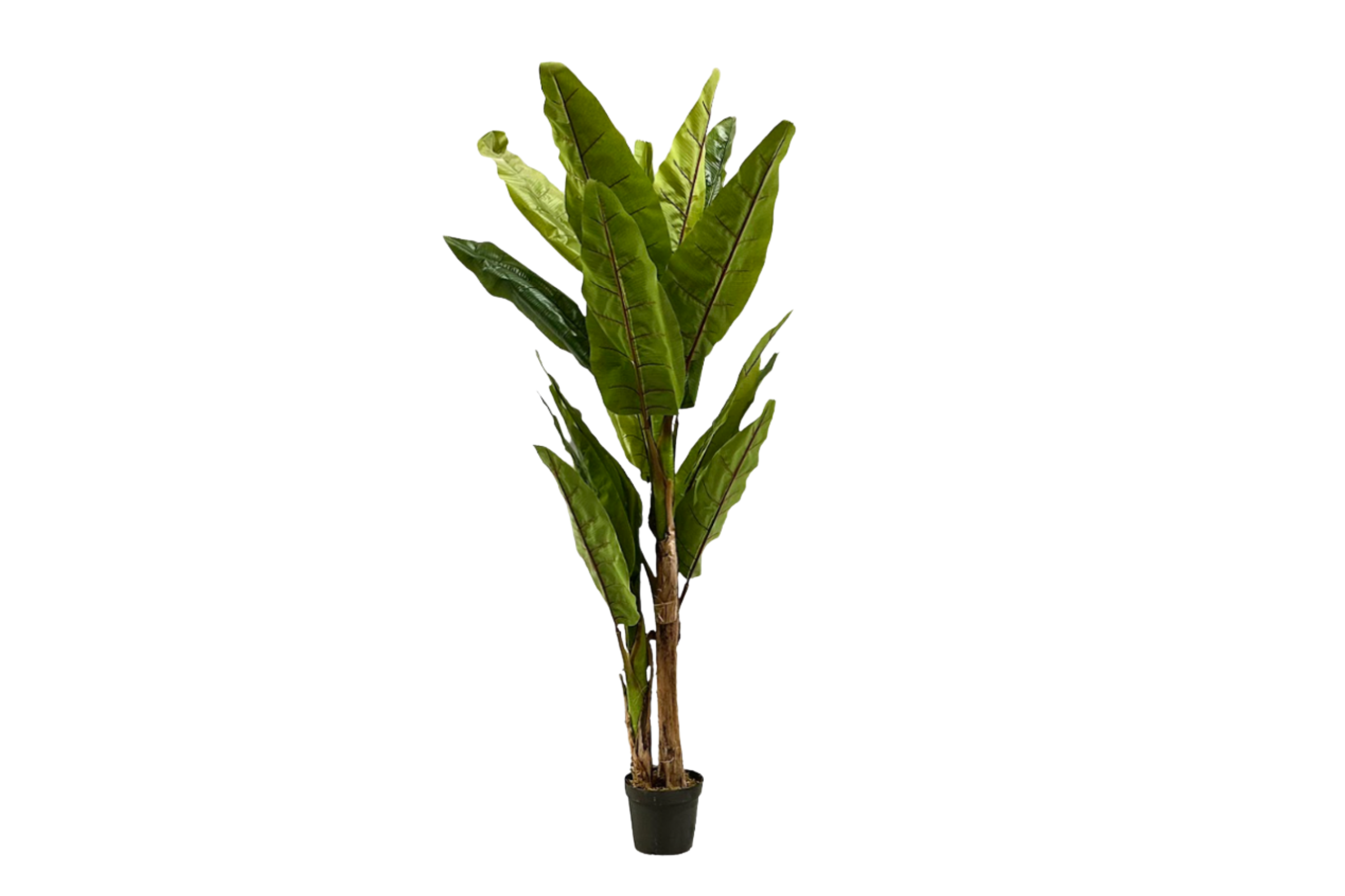 Banana Tree