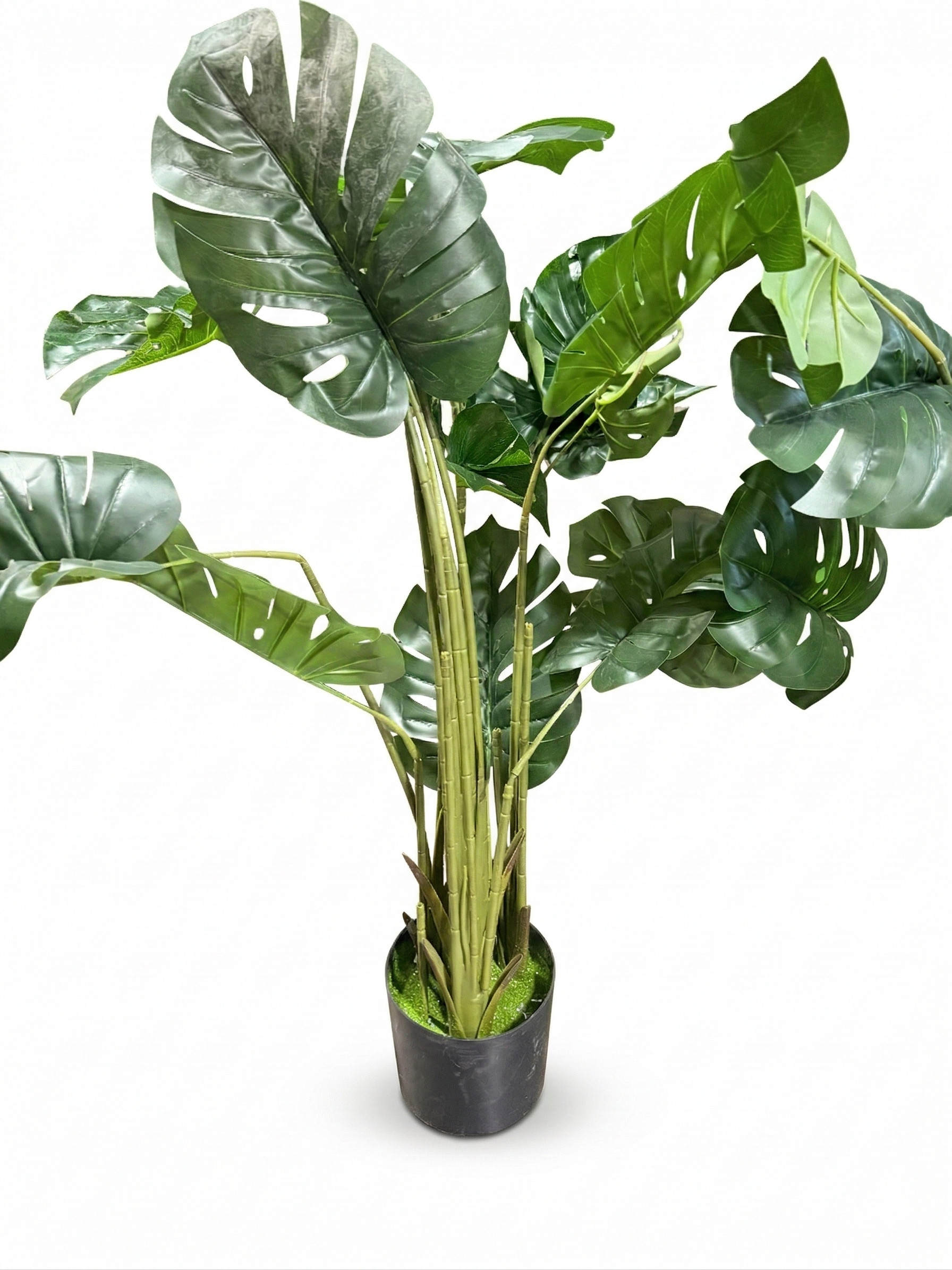 Strong Events - Monstera Split Leaf Plant - Large - web friendly.png
