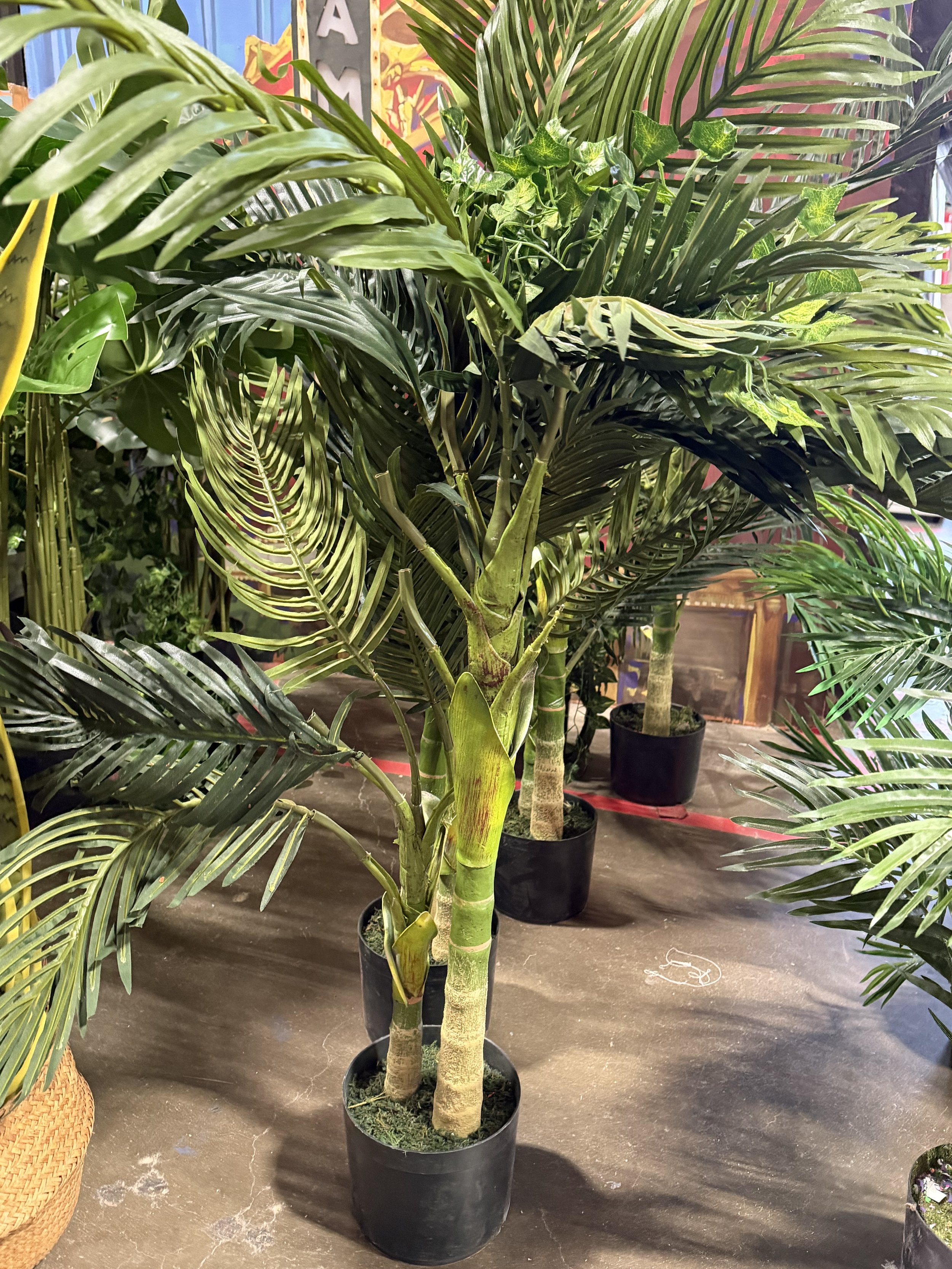 Med Spike plants.jpeg