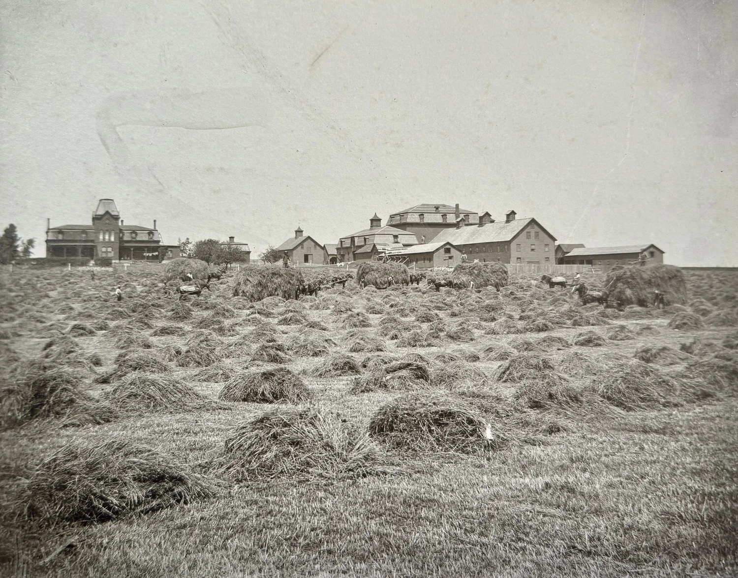 From the Archives #49: Haying at Point Farm — SAM