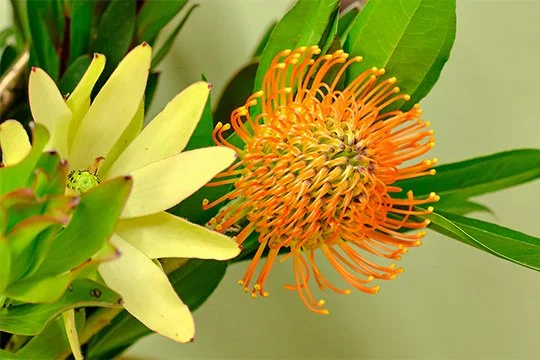 Grading of Flowers — J Schwanke's Life In Bloom