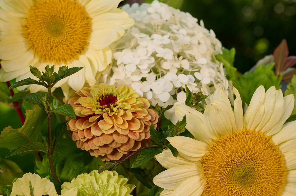 White Sunflowers Garden Arrangement!