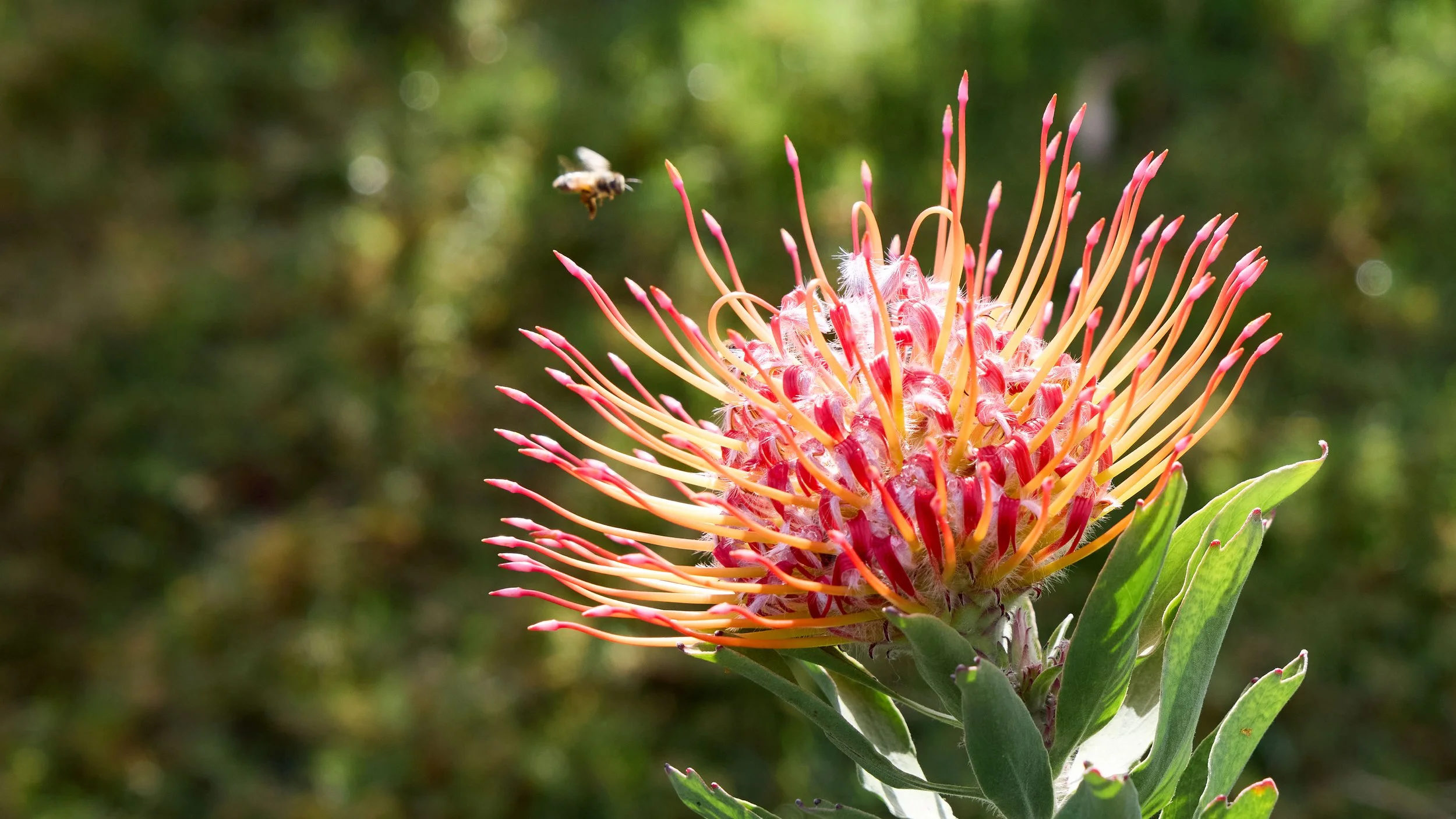 Behind the Bloom at Two Bees Protea Farm and Jamie Barton
