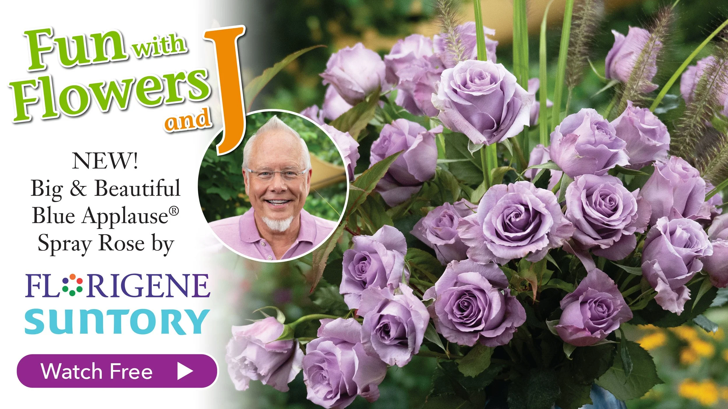 NEW Blue Applause® Spray Rose from Florigene and Suntory Flowers!&nbsp;