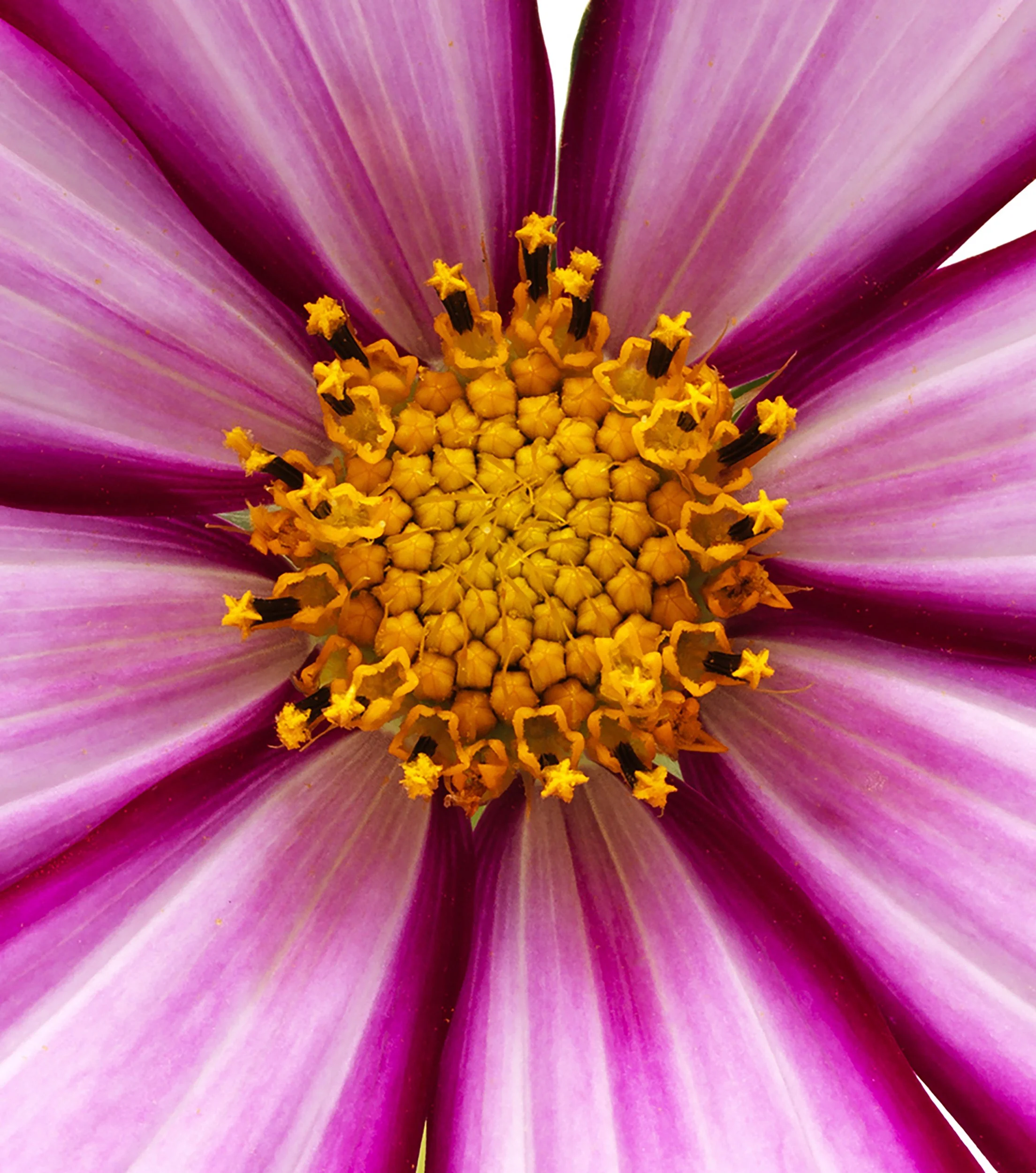 COSMOS_8446229-2-3.jpg