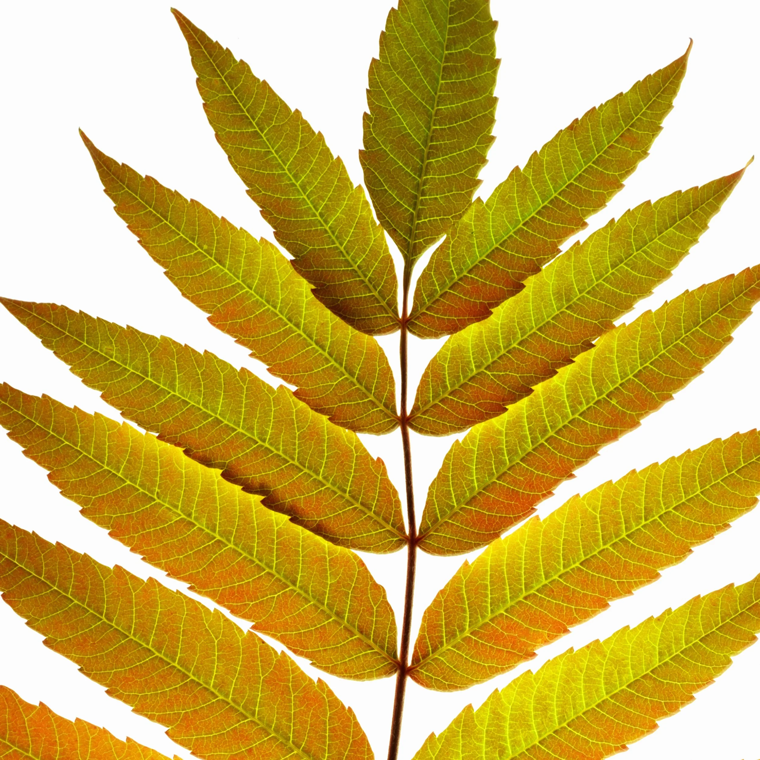 SUMAC_4494927-1.jpg