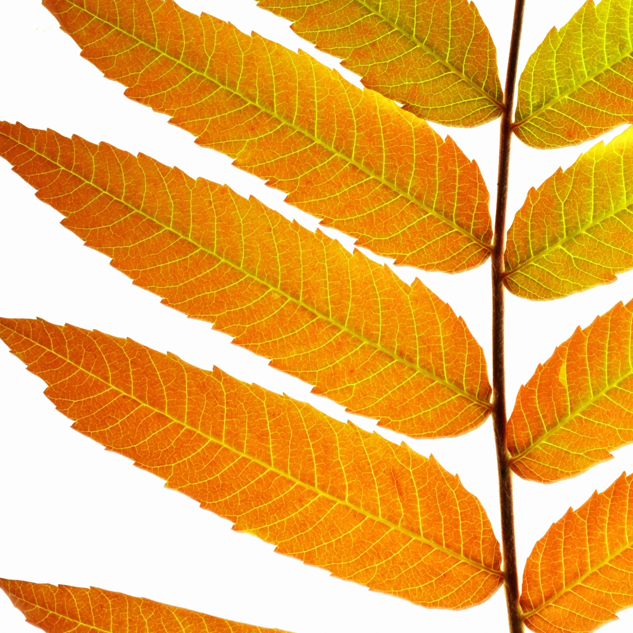 SUMAC_4494927-2.jpg