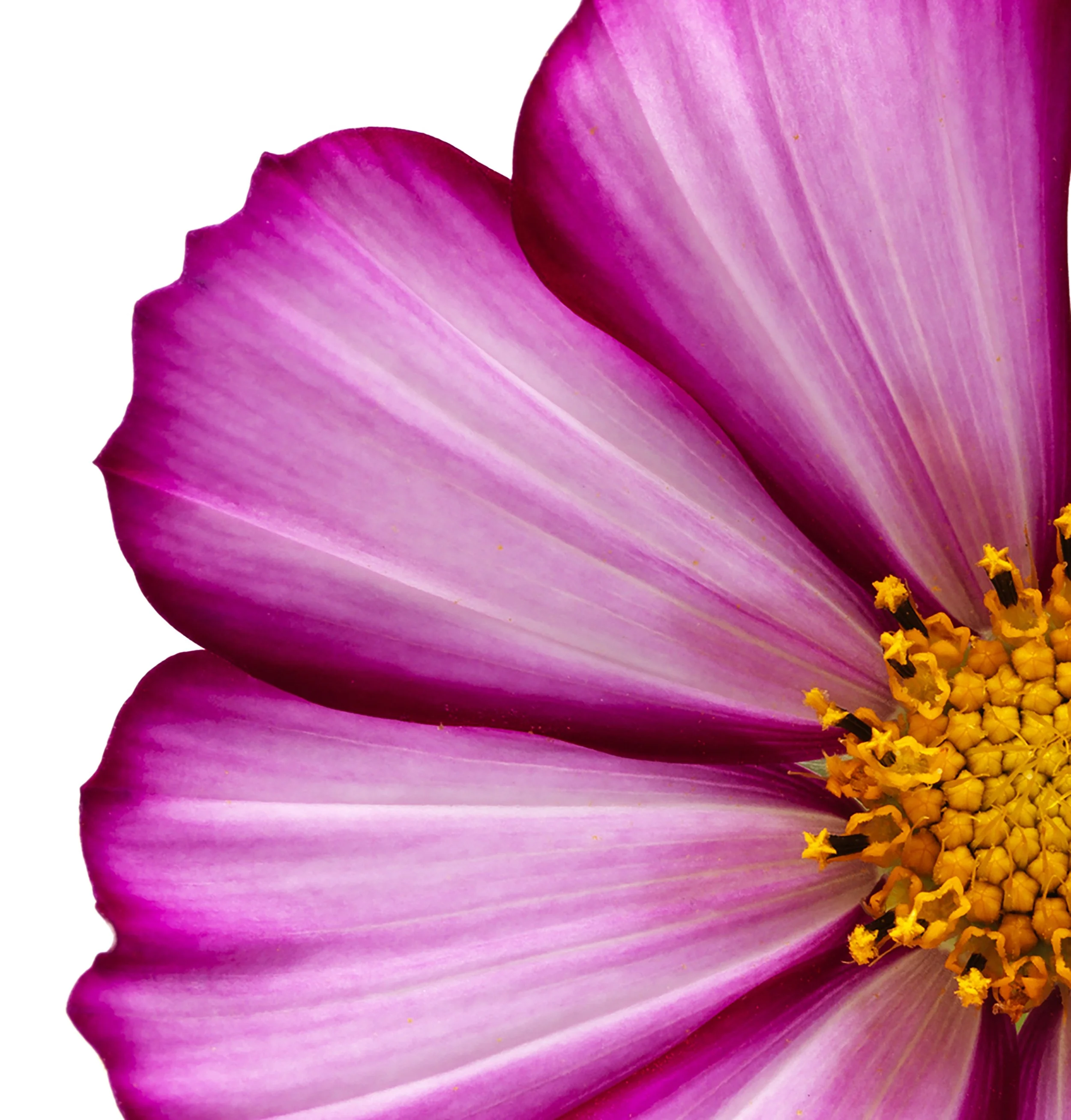 COSMOS_8446229-2-2.jpg