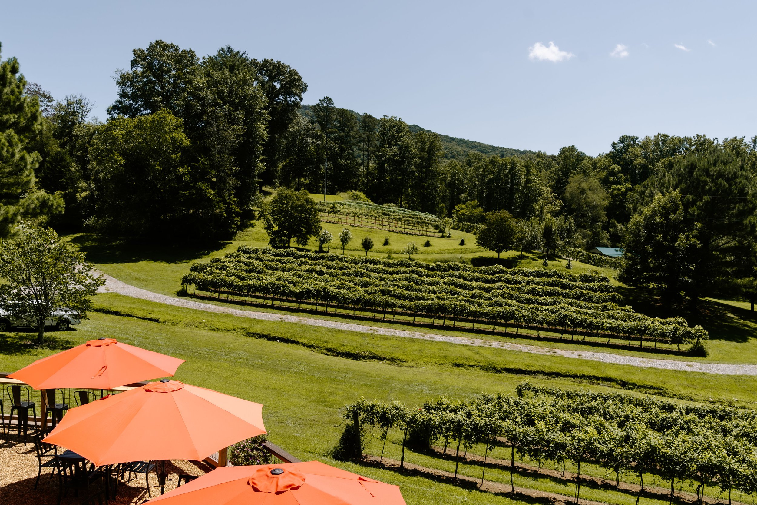 Wine in the Vines Tour