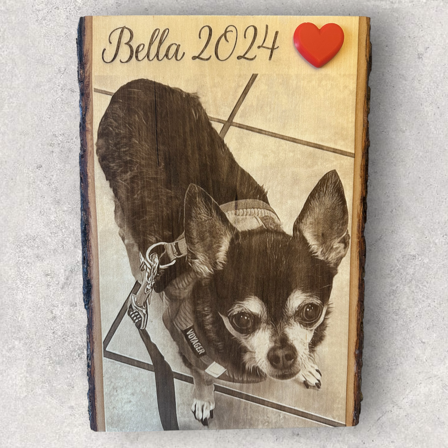 Pet photo engraving of Bella the chihuahua with harness and 3D printed red heart, on natural bark-edge wood