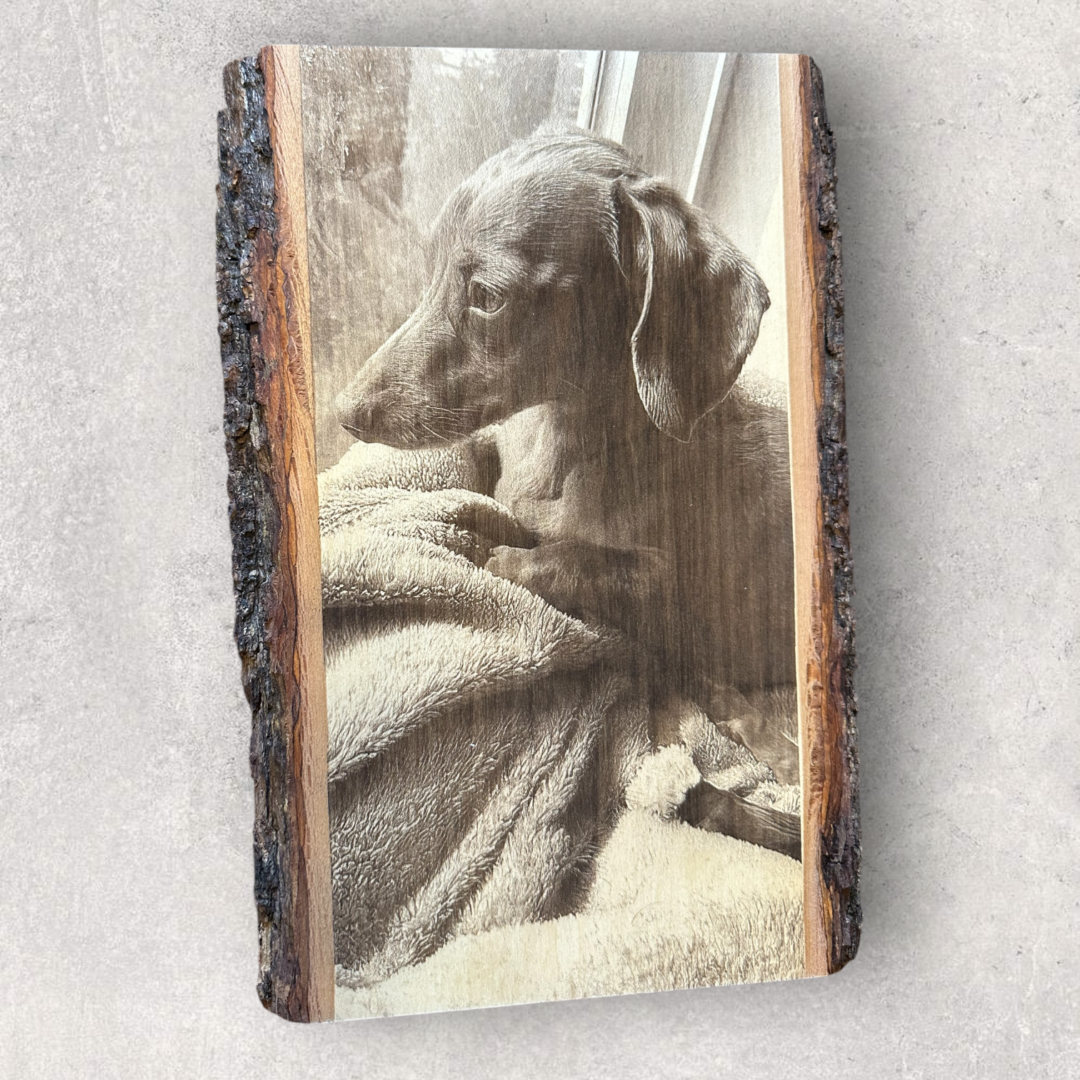 Pet portrait of a dachshund looking out a window, laser engraved on live edge wood plaque