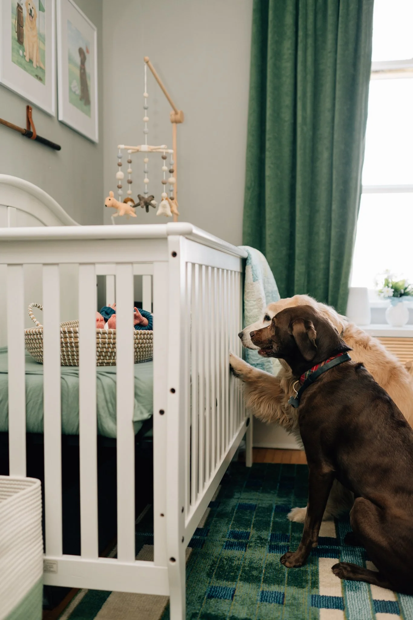 Dogs look into crib at baby brother during in home lifestyle newborn session in Iowa.