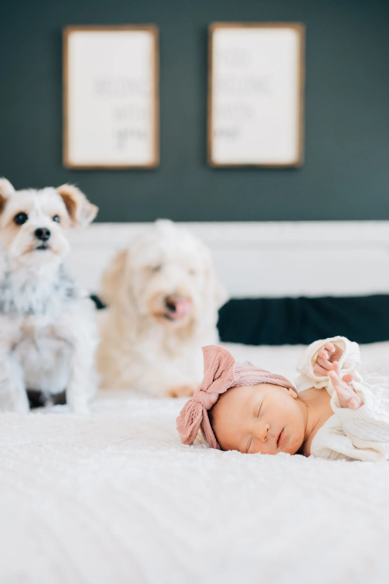 Dogs guarding their newborn sister on the bed during lifestyle newborn photography session.