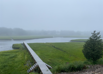 A wooden walkway over a lush green wetland with a small tree and water in the background.