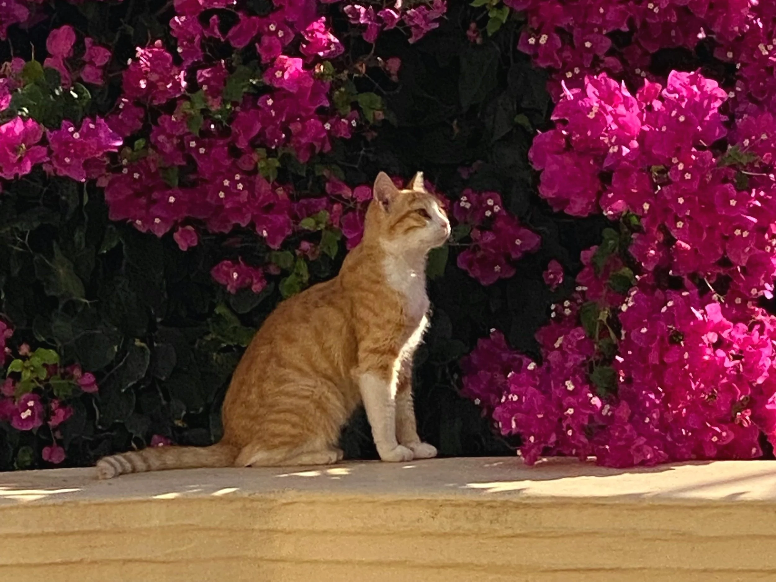 Toxic Plants for Cats: How to Keep Your Feline Friend Safe