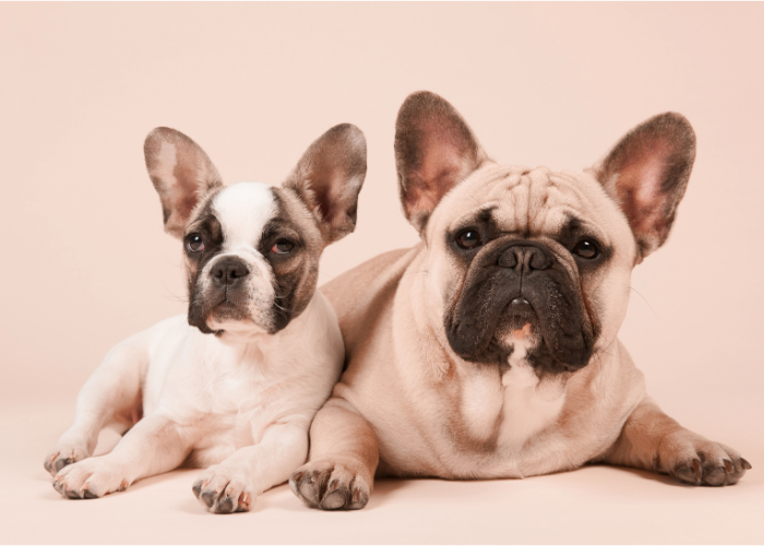 French Bulldog Breathing Problems: How the OFA Grading Scheme Helps