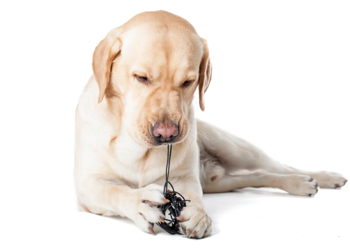 Button Batteries and Pets: Hidden Dangers in Toys and What to Do in an Emergency