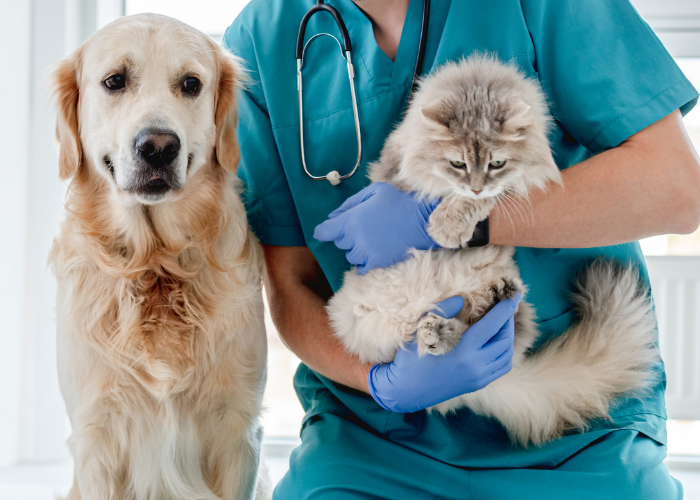 Can't Afford Emergency Vet Care?                                       Here's What You Can Do
