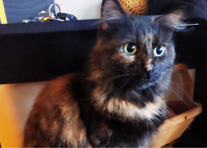 FIP in Cats: How a Once-Fatal Disease Became Treatable