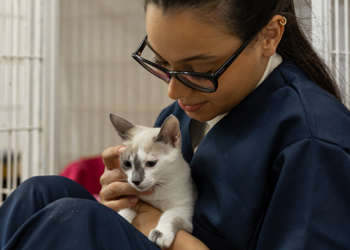 How to Choose a Veterinarian: Finding the Right Vet for Your Pet
