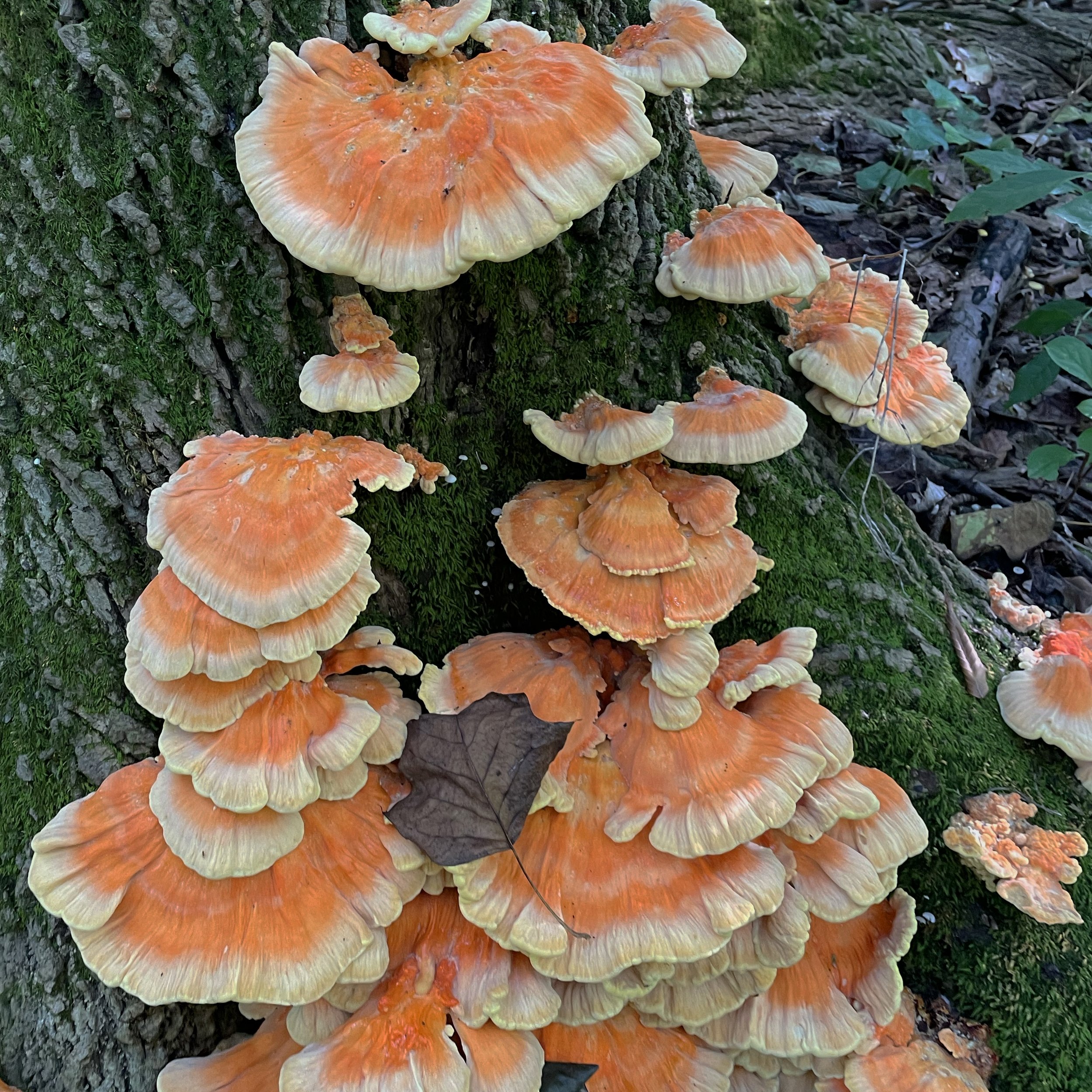 ChickenoftheWoods_Mushroom_2 copy.jpg
