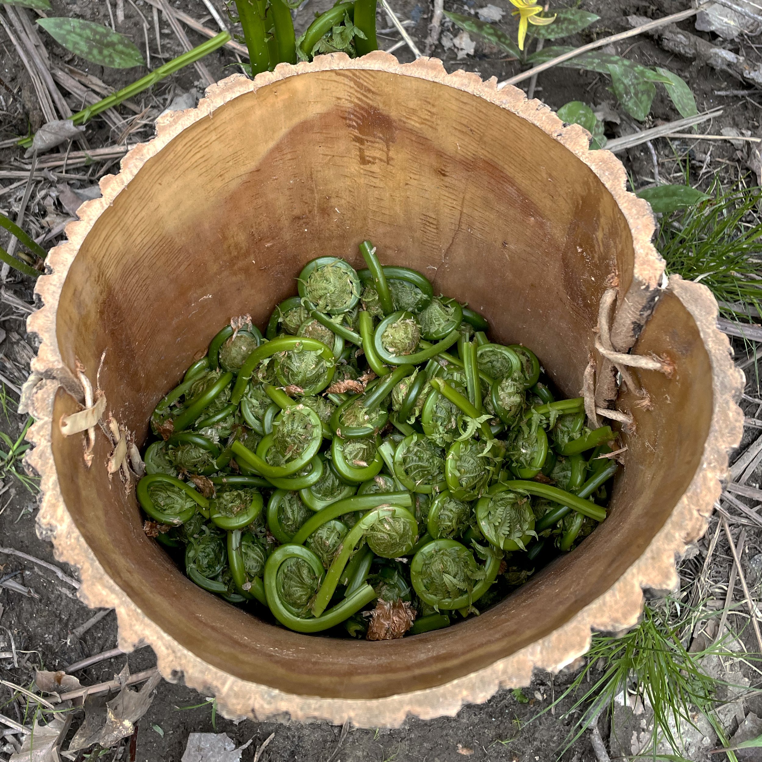 OstrichFernFiddlehead_Harvest.jpg