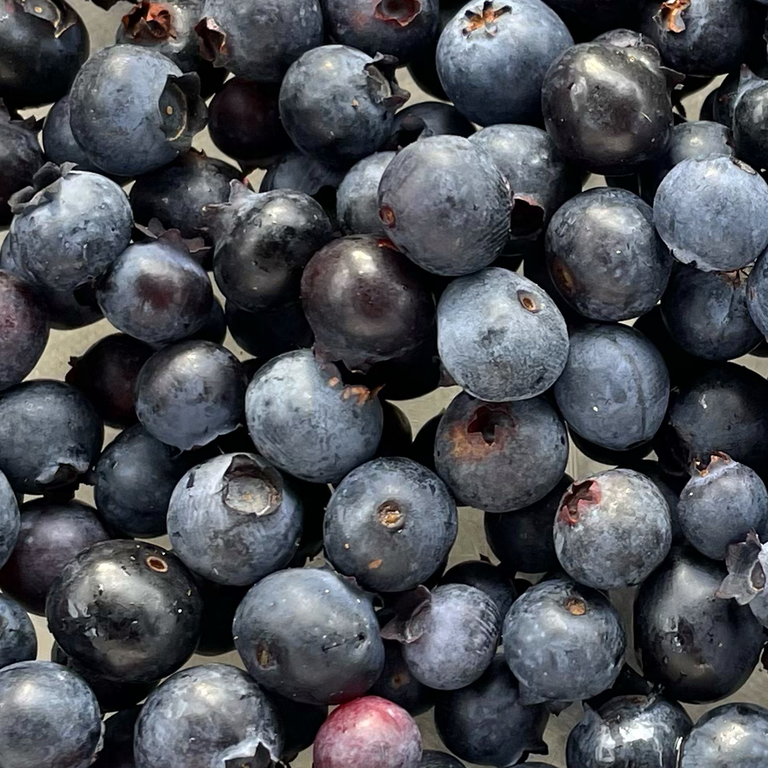 WildBlueberries.jpg