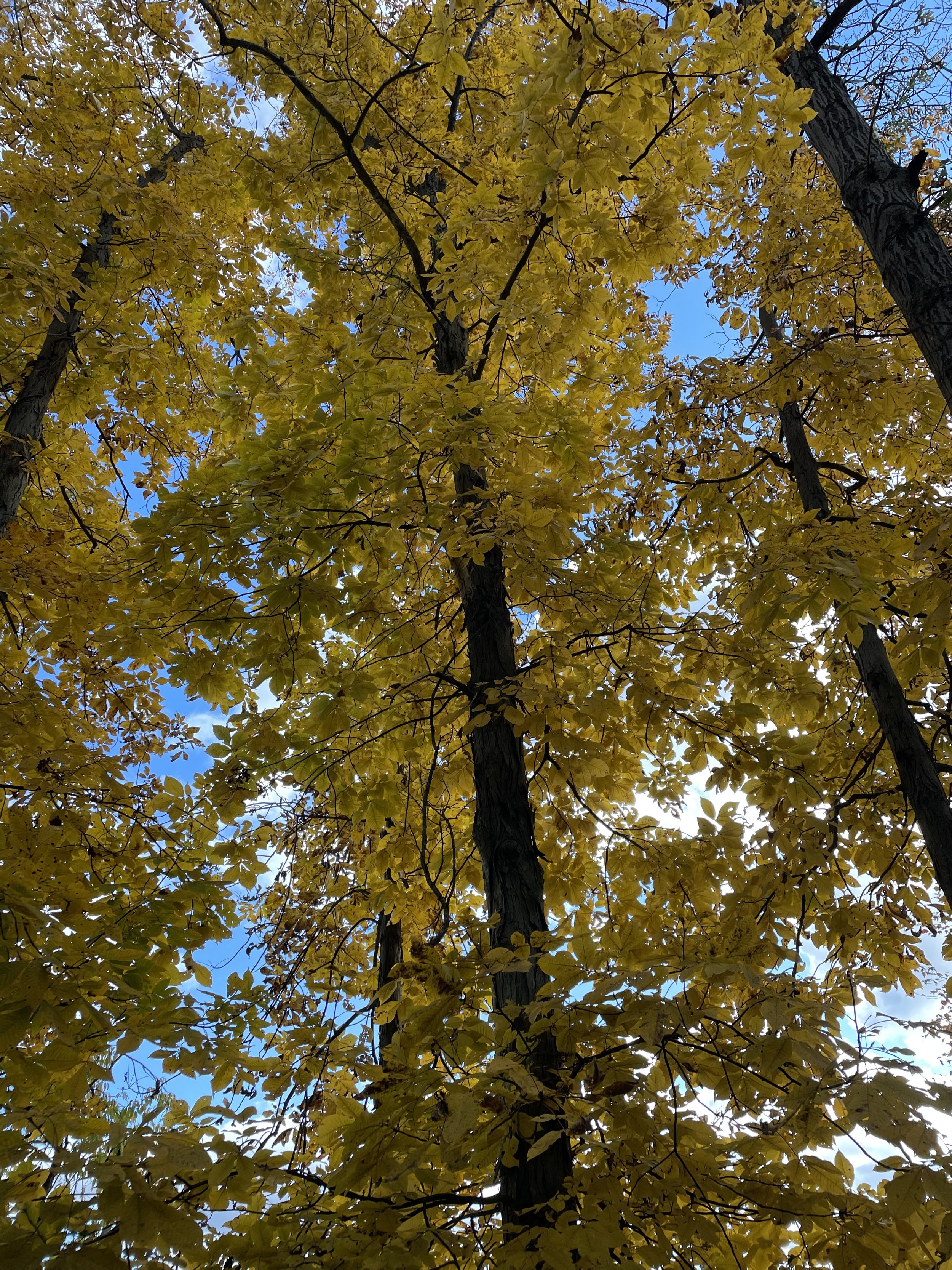 Shagbarks Yellow Foliage.jpg