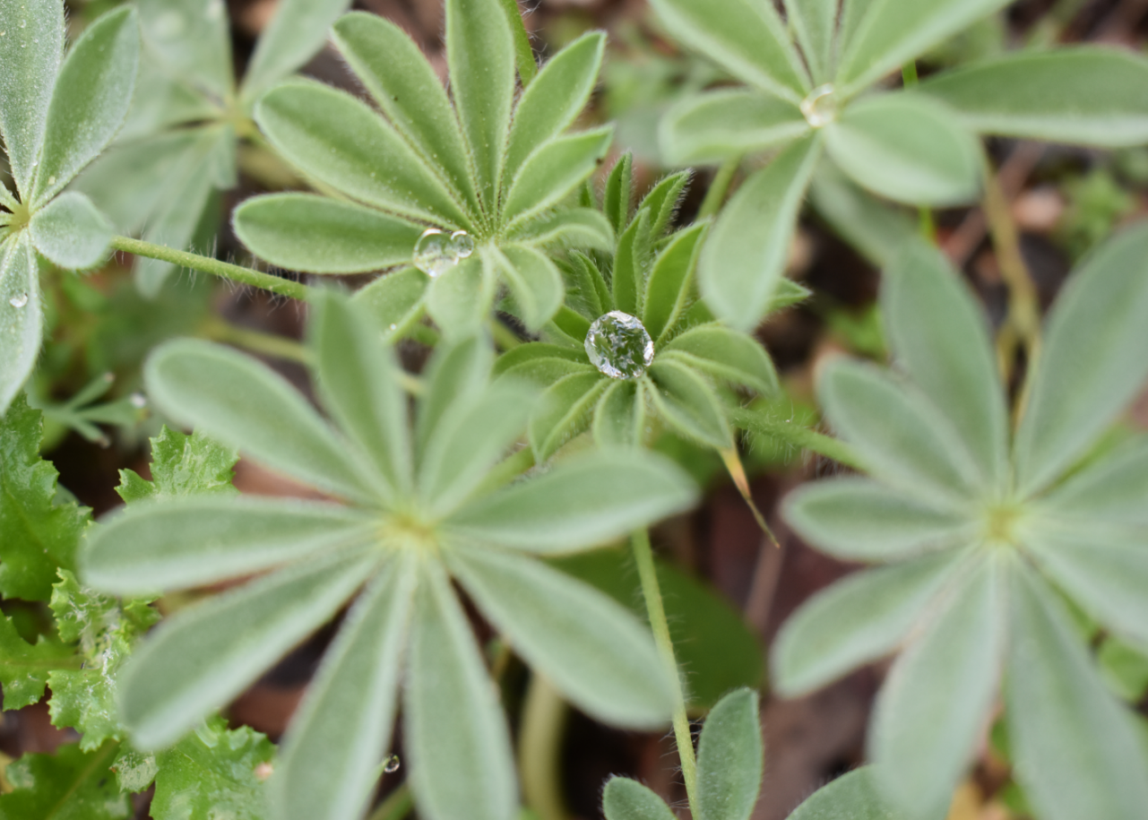 Close up of Lupin Leaves with Water Droplets